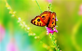 Insekt close-up, Schmetterling, Blume, Sommer HD Hintergrundbilder