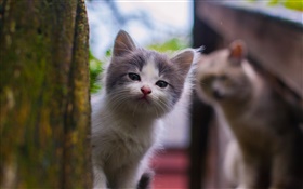 Kitten, baby, niedlich HD Hintergrundbilder