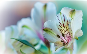 Lily Blütenblätter  close-up HD Hintergrundbilder