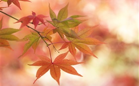 Ahornblätter , Herbst, Zweige, Blend-