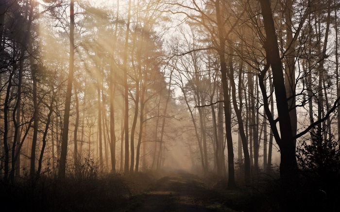 Morgen, Wald, Bäume, Straßen, Nebel Hintergrundbilder Bilder