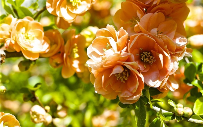 Orange Blumen, Quittenblüte Hintergrundbilder Bilder