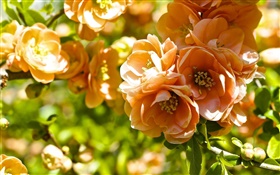 Orange Blumen, Quittenblüte HD Hintergrundbilder