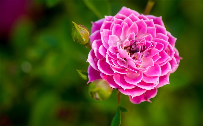 Rosa Rose Blume close-up, Knospen, Bokeh Hintergrundbilder Bilder