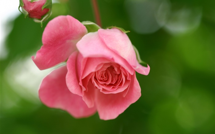 Rosa Rose Blumen, Blüten, Knospen Hintergrundbilder Bilder