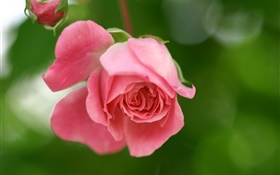 Rosa Rose Blumen, Blüten, Knospen
