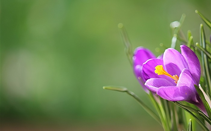 Lila Krokus, Blüten, grünem Hintergrund Hintergrundbilder Bilder