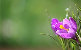 Lila Krokus, Blüten, grünem Hintergrund HD Hintergrundbilder