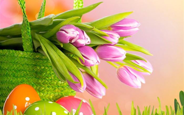 Lila Tulpen, Blumen, Korb, Ostern, Frühling Hintergrundbilder Bilder