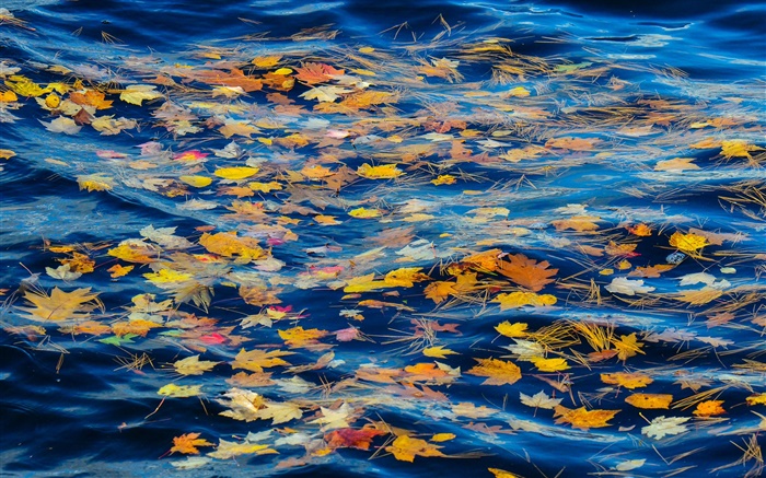 Fluss, Wasser, gelbe Blätter, Herbst Hintergrundbilder Bilder