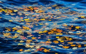 Fluss, Wasser, gelbe Blätter, Herbst HD Hintergrundbilder