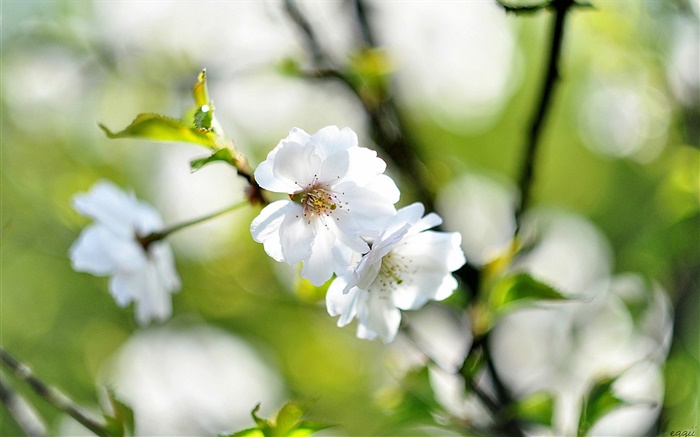Spring, weißen Blüten, Kirsche, Unschärfe Hintergrund Hintergrundbilder Bilder