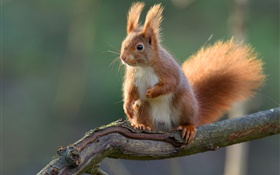 Eichhörnchen close-up, Baumzweig , Bokeh HD Hintergrundbilder