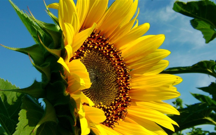 Sunflower close-up, Blütenblätter , Blatt Hintergrundbilder Bilder