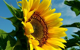 Sunflower close-up, Blütenblätter , Blatt HD Hintergrundbilder