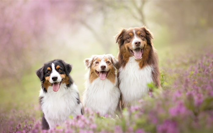 Drei Hunde, Blumen Hintergrundbilder Bilder