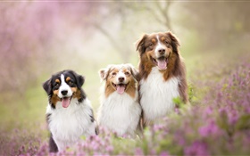 Drei Hunde, Blumen HD Hintergrundbilder