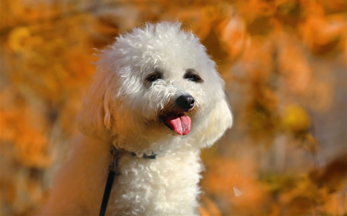 Weißer Pudel, niedlicher Hund Hintergrundbilder Bilder