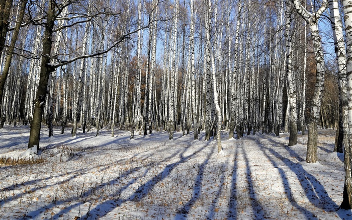 Winter, Birke, Bäume, Schnee Hintergrundbilder Bilder