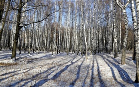 Winter, Birke, Bäume, Schnee HD Hintergrundbilder