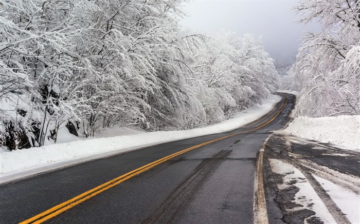 Winter, Schnee, Straße, Bäume, weiß Hintergrundbilder Bilder