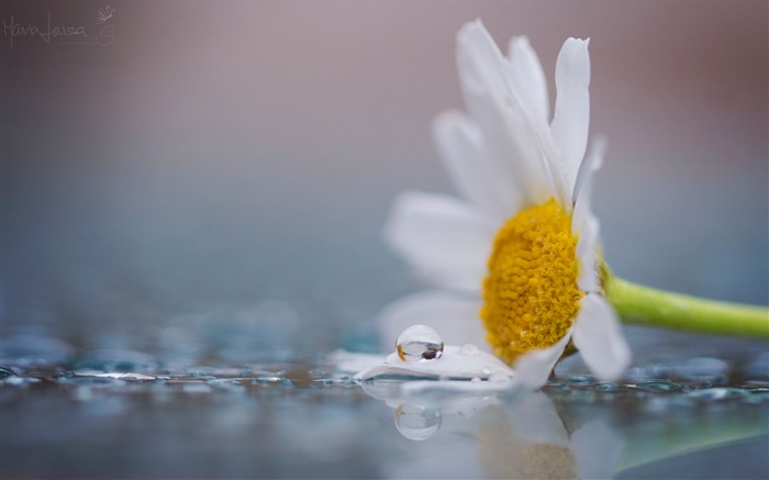 Eine weiße Kamille Blume, Tau, Wassertropfen Hintergrundbilder Bilder