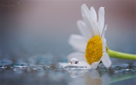 Eine weiße Kamille Blume, Tau, Wassertropfen HD Hintergrundbilder
