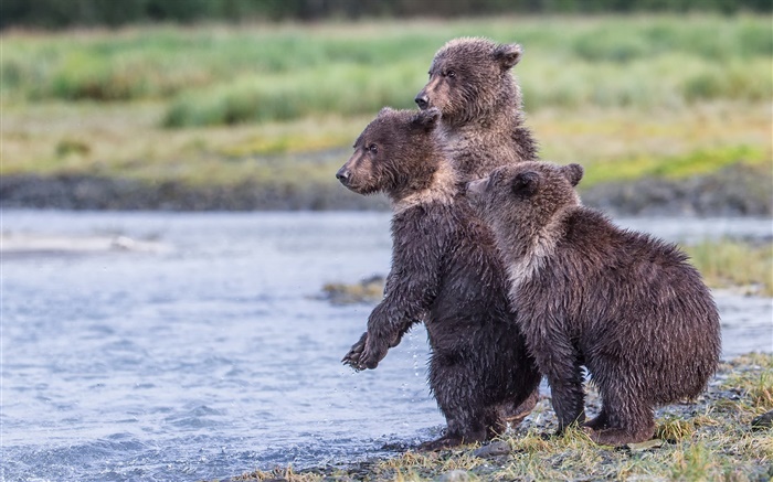 Alaska, Katmai Nationalpark , drei bären, junge, See Hintergrundbilder Bilder