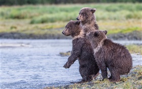 Alaska, Katmai Nationalpark , drei bären, junge, See HD Hintergrundbilder