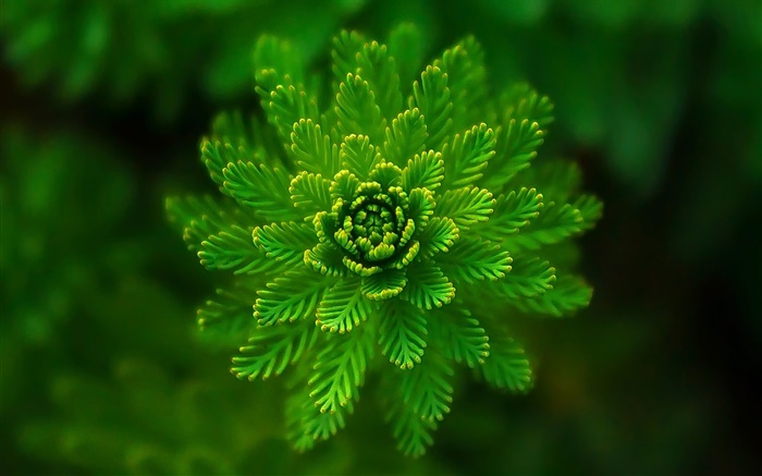 Algenpflanzen close-up, Gras, Grün, Bokeh Hintergrundbilder Bilder
