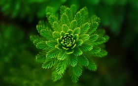 Algenpflanzen close-up, Gras, Grün, Bokeh HD Hintergrundbilder