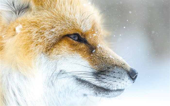 Tier Fuchs close-up, Gesicht, Winter Hintergrundbilder Bilder