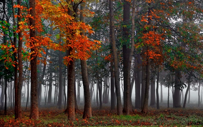 Herbst, Wald, Bäume, Nebel, Morgen Hintergrundbilder Bilder