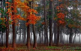 Herbst, Wald, Bäume, Nebel, Morgen