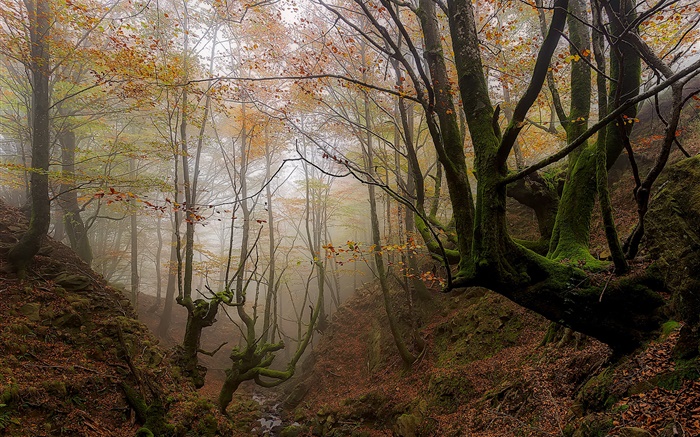 Baskische Land, Spanien, Bäume, Nebel, Herbst, Morgen Hintergrundbilder Bilder