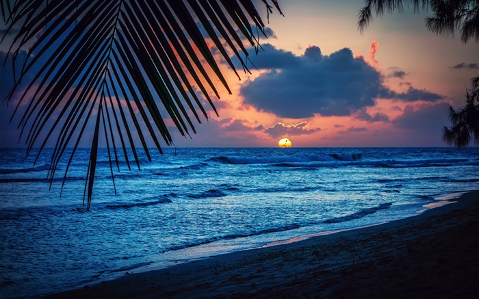 Strand, Abend, Sonnenuntergang, Wolken, Blätter, Karibik Hintergrundbilder Bilder