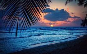 Strand, Abend, Sonnenuntergang, Wolken, Blätter, Karibik HD Hintergrundbilder