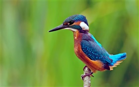 Vogel close-up, Eisvögel, Zweig, grünen Hintergrund HD Hintergrundbilder