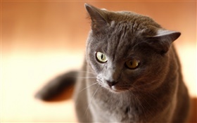 Schwarze Katze, Haus, Gesicht HD Hintergrundbilder