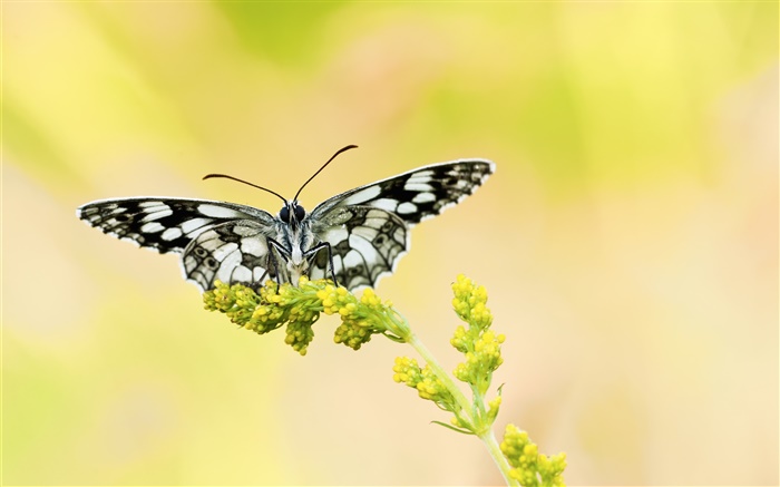 Schwarz-weißer Schmetterling, gelbe Blume Hintergrundbilder Bilder