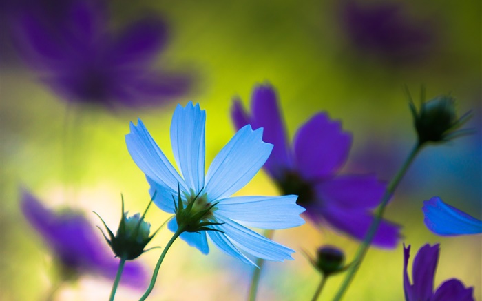Blaue und lila Blumen, Sommer, Unschärfe Hintergrundbilder Bilder