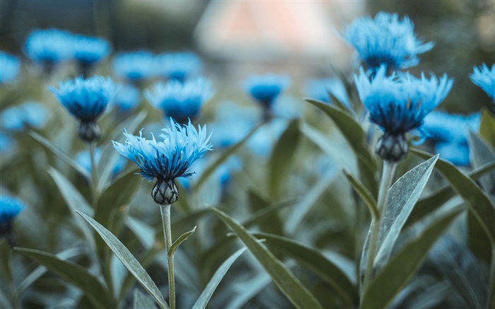 Blaue Blumen, Blumen, grüne Blätter Hintergrundbilder Bilder