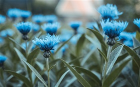 Blaue Blumen, Blumen, grüne Blätter HD Hintergrundbilder
