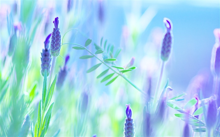 Blaue Blumen, Veilchen, Sommer, Unschärfe Hintergrund Hintergrundbilder Bilder
