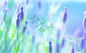 Blaue Blumen, Veilchen, Sommer, Unschärfe Hintergrund HD Hintergrundbilder