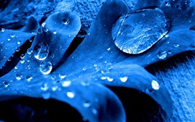 Blau Blatt close-up, Wassertropfen HD Hintergrundbilder