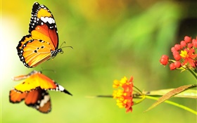 Schmetterling, rote Blumen HD Hintergrundbilder