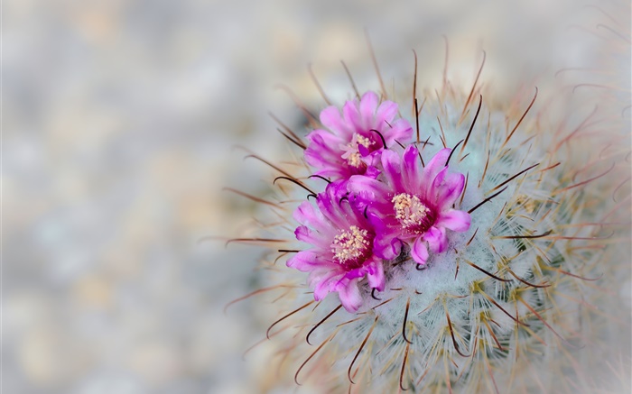 Kaktus blüht rosa Blüten, Nadeln Hintergrundbilder Bilder