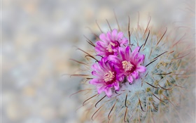 Kaktus blüht rosa Blüten, Nadeln HD Hintergrundbilder