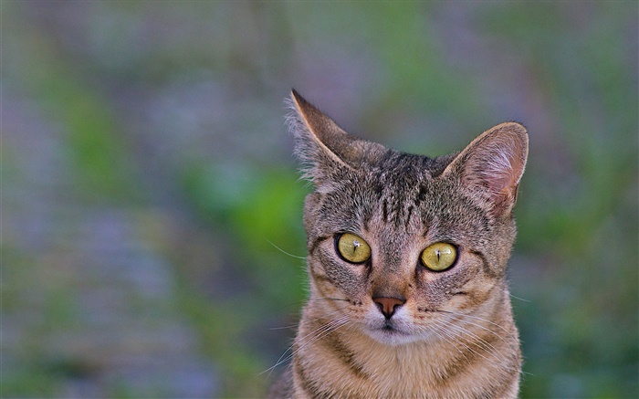 Katze close-up, gelbe Augen, grünen Hintergrund Hintergrundbilder Bilder